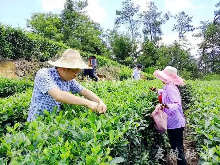 想有一亩三分茶的，都进来看看吧！(图4)
