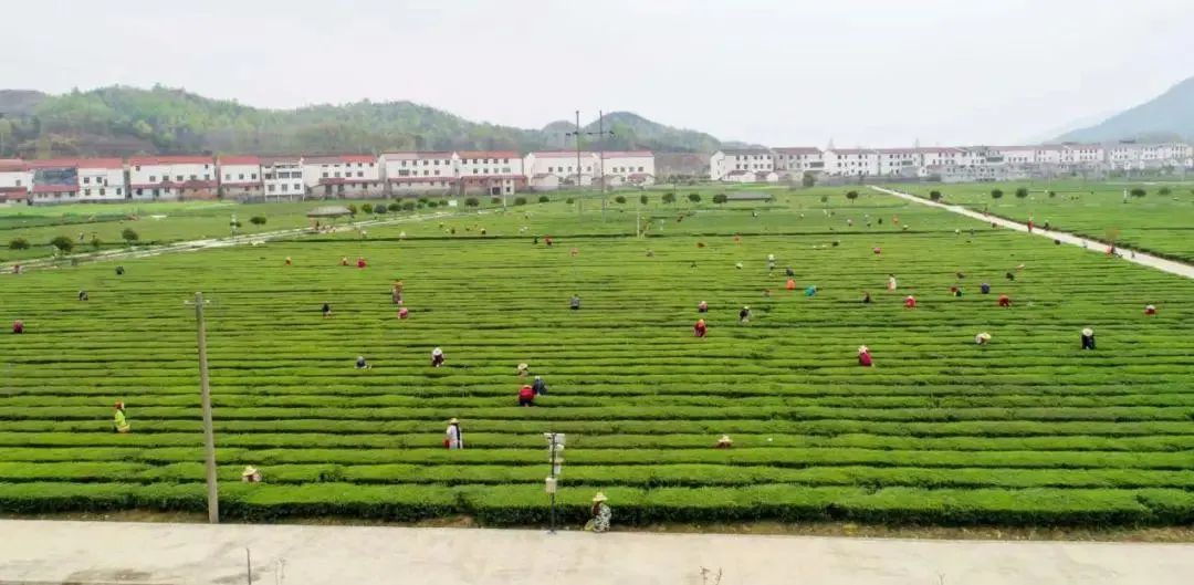 想有一亩三分茶的，都进来看看吧！(图6)