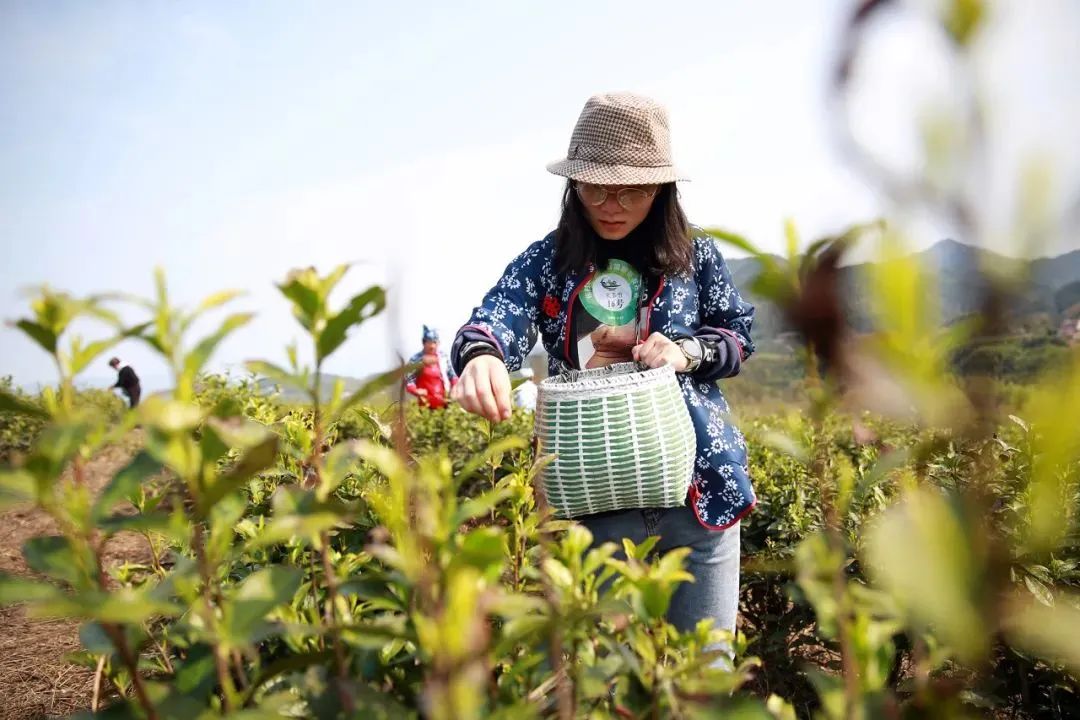 想有一亩三分茶的，都进来看看吧！(图3)